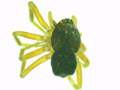 Oedothorax retusus